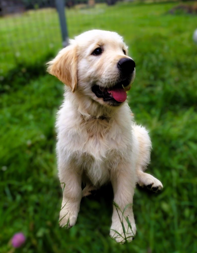 De La Vie D'Amour - Chiot disponible  - Golden Retriever