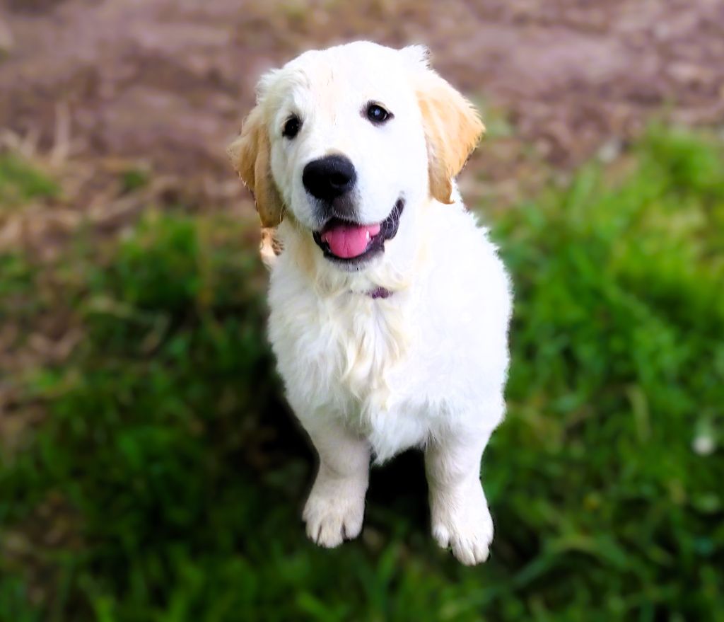 De La Vie D'Amour - Chiot disponible  - Golden Retriever