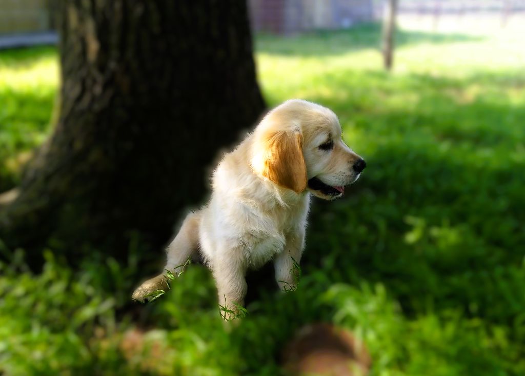 De La Vie D'Amour - Chiot disponible  - Golden Retriever