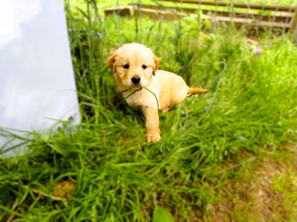 Petits chiots de Rush, disponibles à la réservation!
