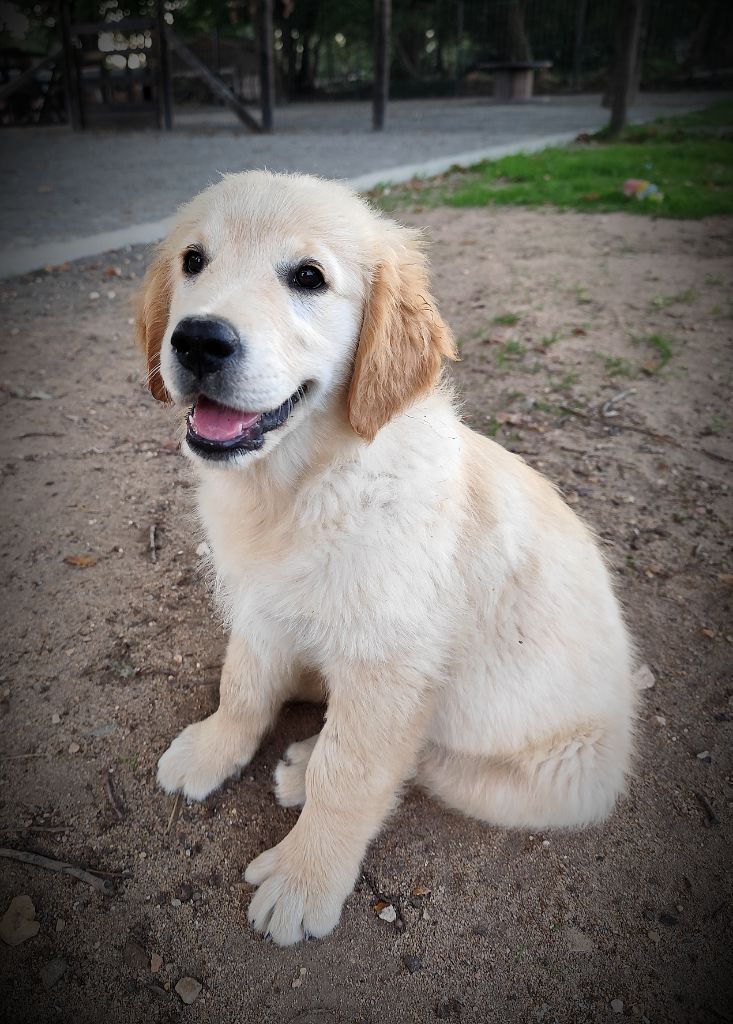 De La Vie D'Amour - Chiots disponibles - Golden Retriever