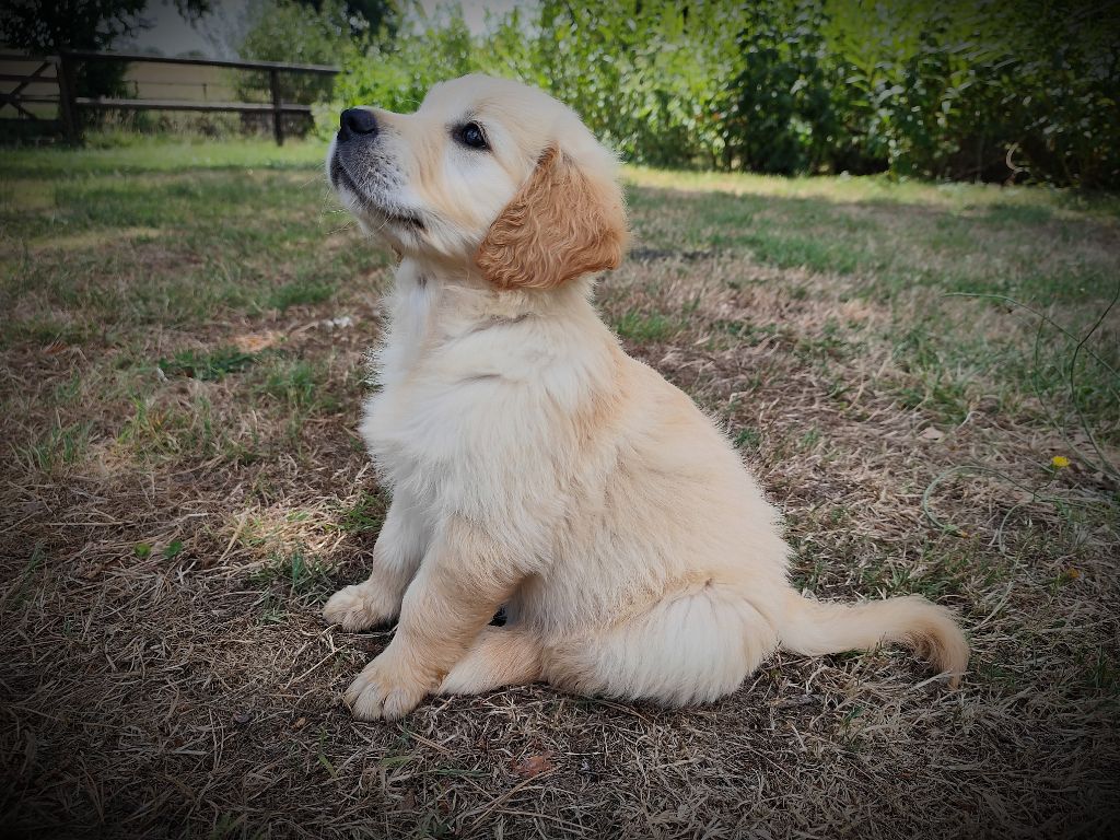 De La Vie D'Amour - Chiots disponibles - Golden Retriever