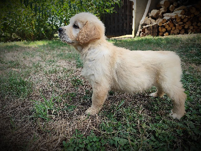 CHIOT 6