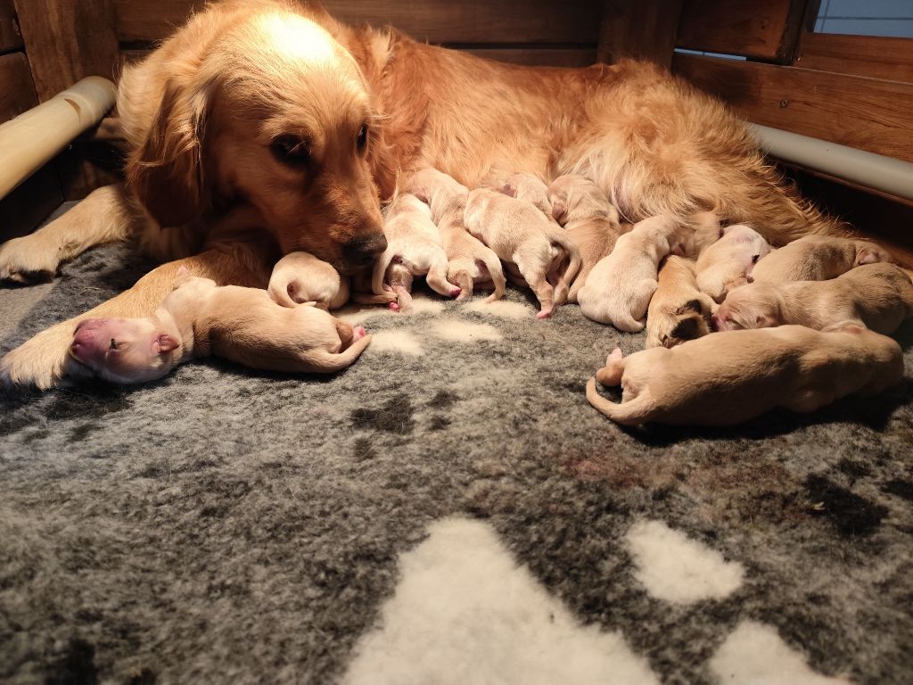 De La Vie D'Amour - Golden Retriever - Portée née le 09/05/2025