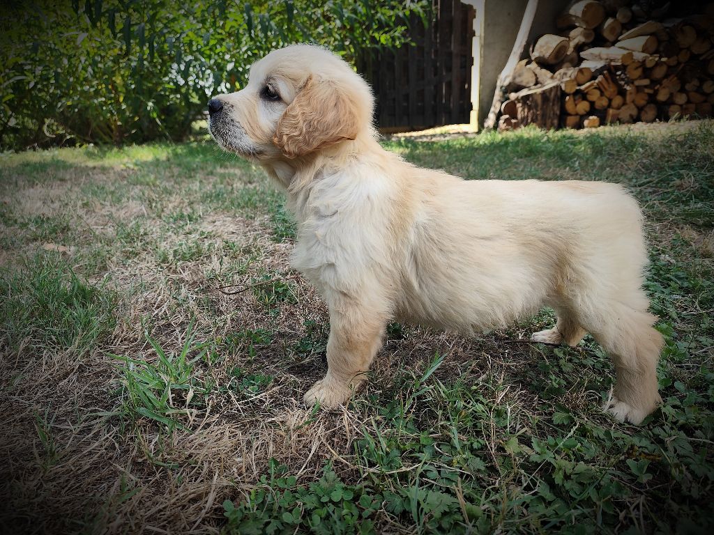 De La Vie D'Amour - Chiots disponibles - Golden Retriever